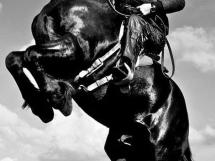 Calarie Il Cavallino 26