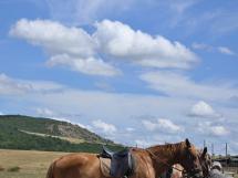 Calarie Il Cavallino 44