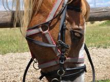 Calarie Il Cavallino 47