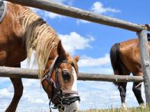 Calarie Il Cavallino 48