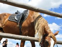 Calarie Il Cavallino 49