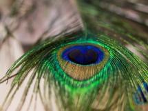 Concurs New Beauty Talent 38