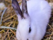 Ziua De Pasti La Hotel International 8